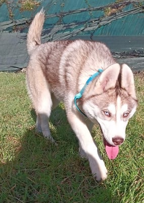 Les chiots de Siberian Husky