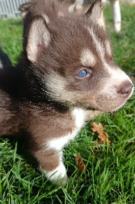 Les chiots de Siberian Husky