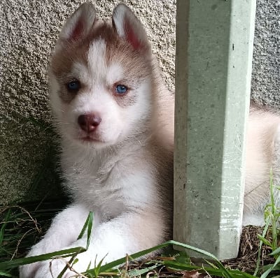 Les chiots de Siberian Husky