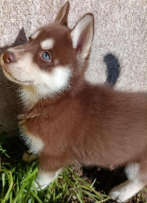 Les chiots de Siberian Husky