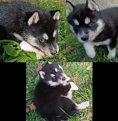 Les chiots de Siberian Husky