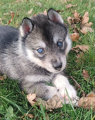 Les chiots de Siberian Husky