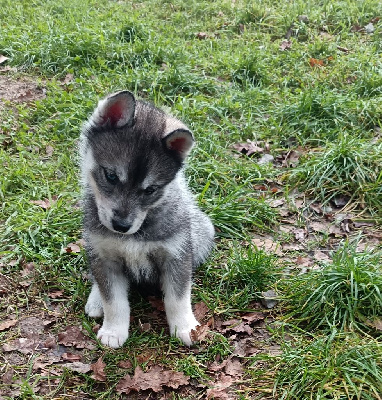 Les chiots de Siberian Husky