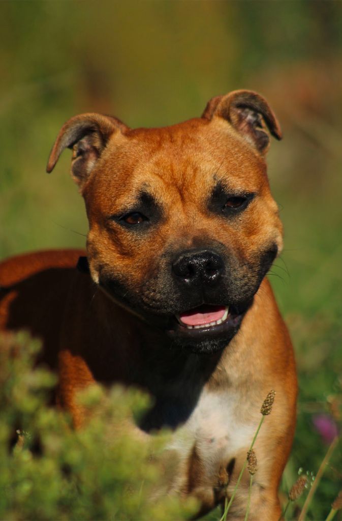 Vendetta for lilith From Braveheart Story