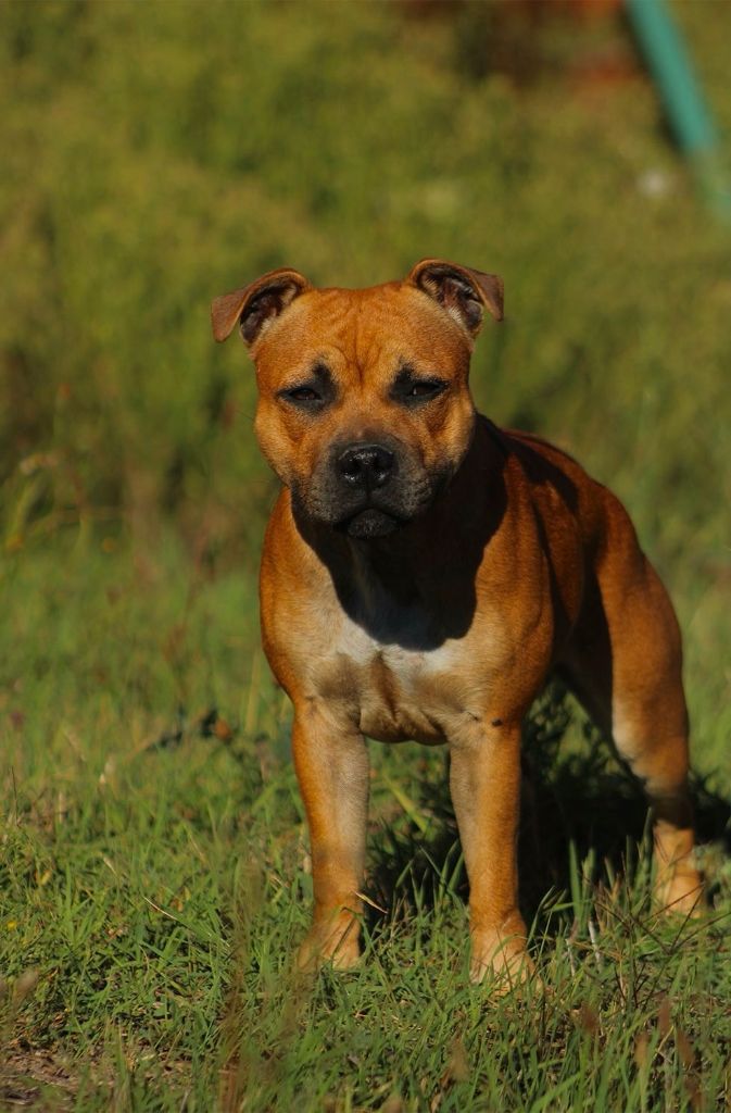 Vendetta for lilith From Braveheart Story