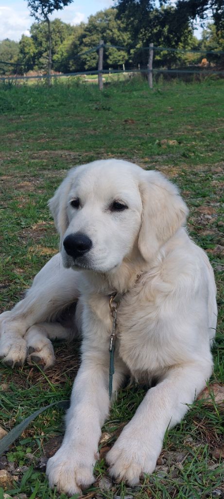Valet de coeur dit Max Du Royaume De Goldie