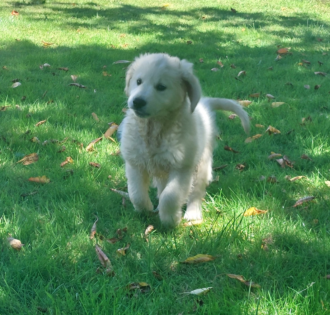 Valet de coeur dit Max Du Royaume De Goldie