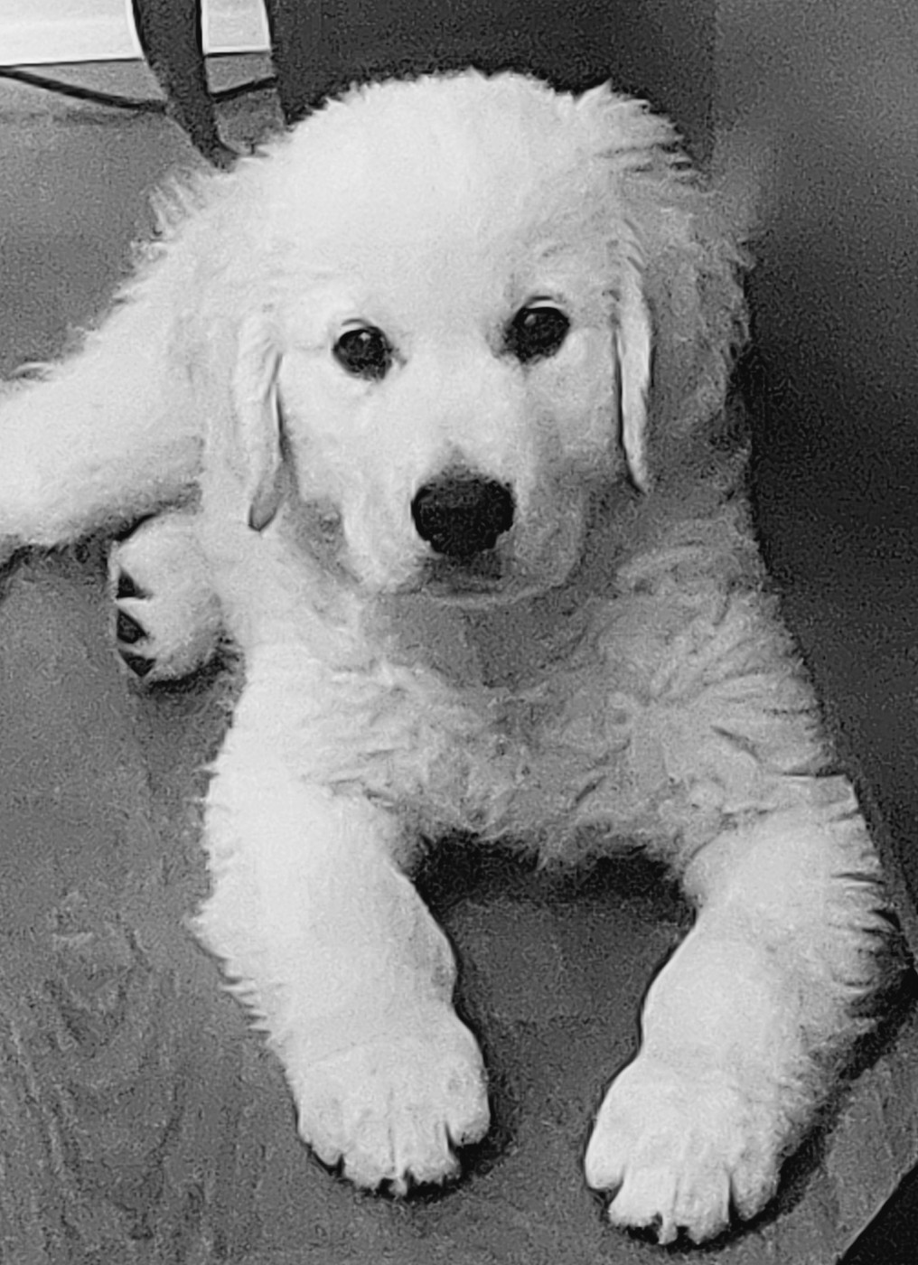 Valet de coeur dit Max Du Royaume De Goldie