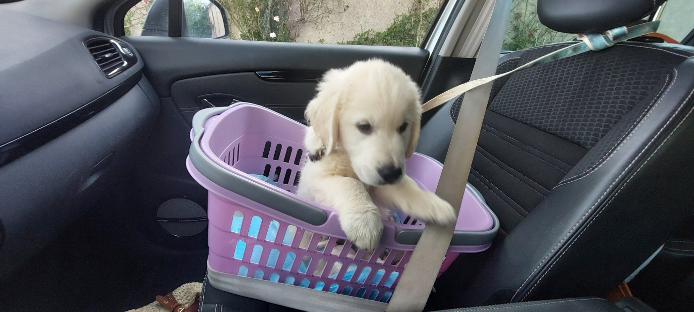 Valet de coeur dit Max Du Royaume De Goldie