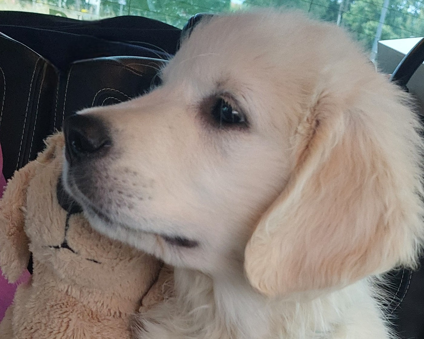 Valet de coeur dit Max Du Royaume De Goldie