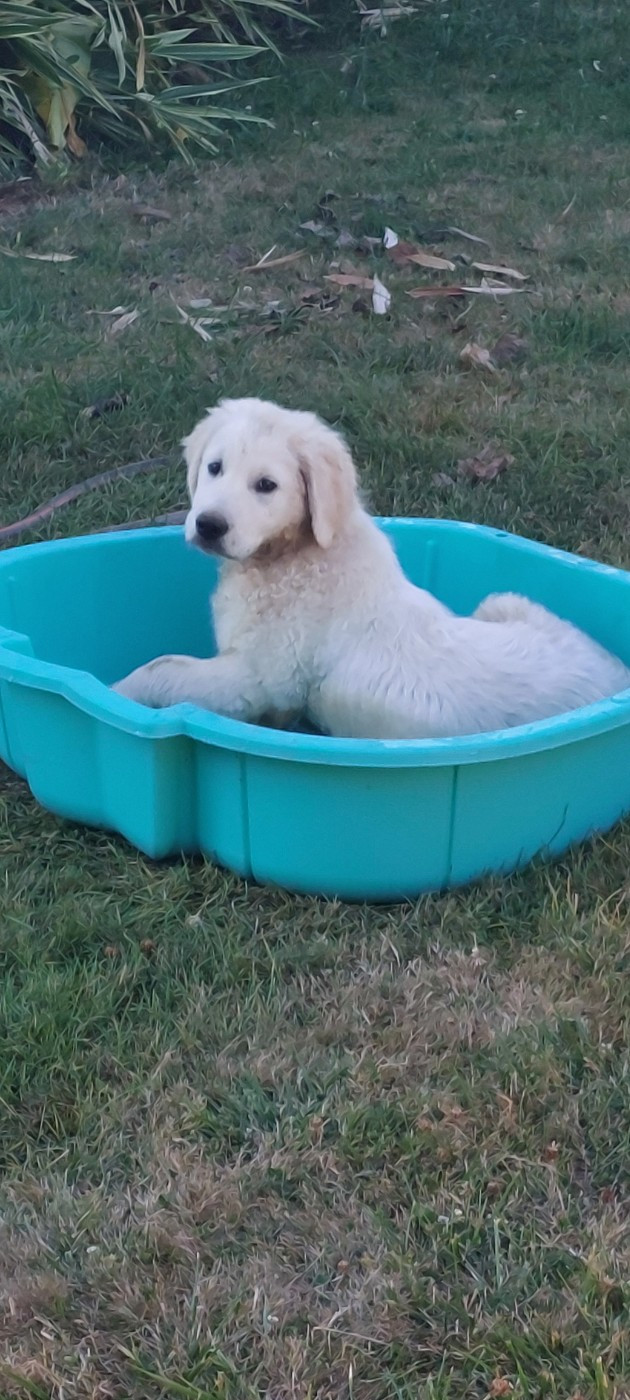 Valet de coeur dit Max Du Royaume De Goldie