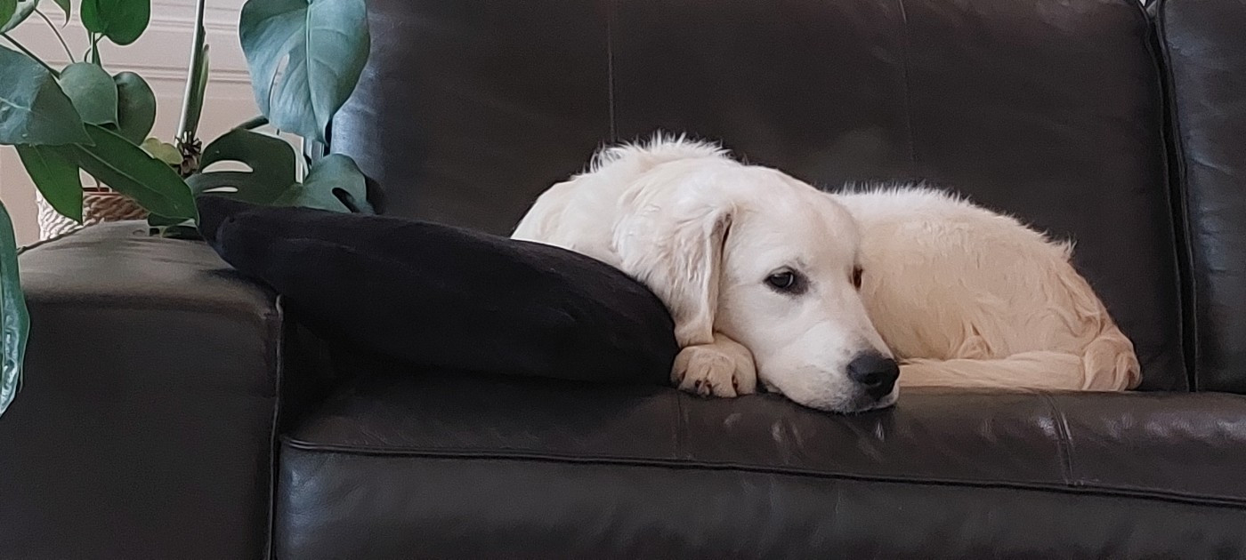 Valet de coeur dit Max Du Royaume De Goldie