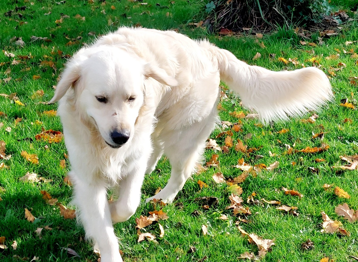 Valet de coeur dit Max Du Royaume De Goldie