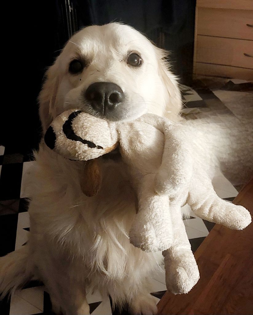 Valet de coeur dit Max Du Royaume De Goldie