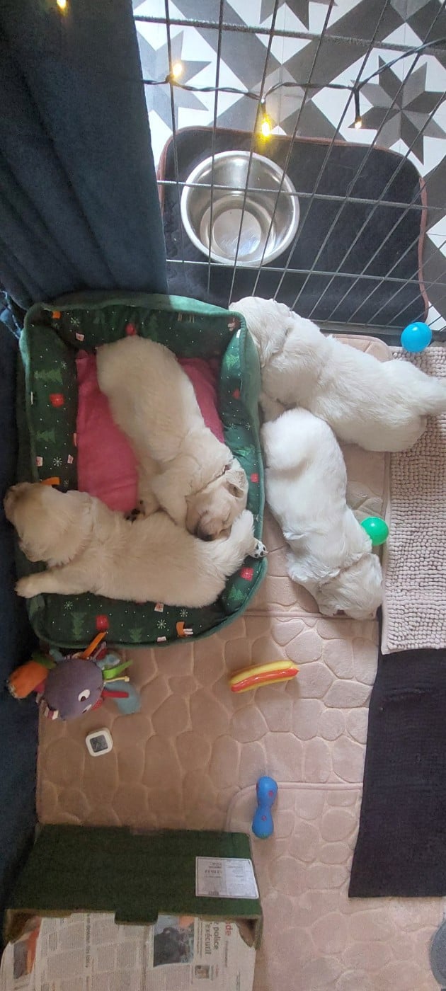 Golden Retriever - (Sans Affixe)