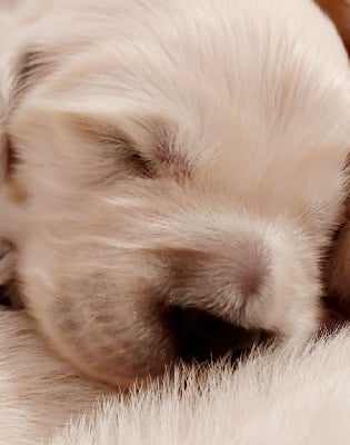 Les chiots de Golden Retriever