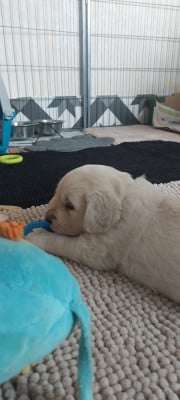 Les chiots de Golden Retriever