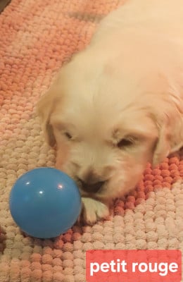 Les chiots de Golden Retriever