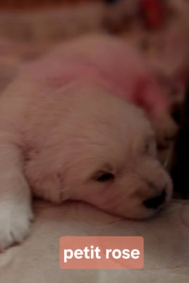 Les chiots de Golden Retriever