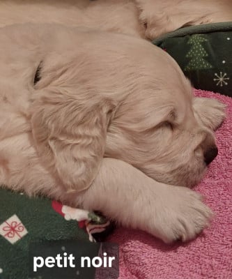 Les chiots de Golden Retriever