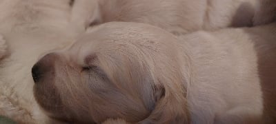 Les chiots de Golden Retriever