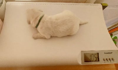 Les chiots de Golden Retriever