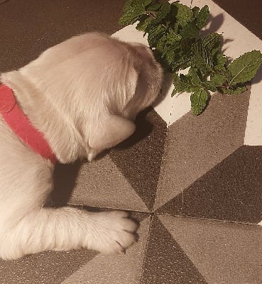 Les chiots de Golden Retriever