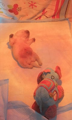 Les chiots de Golden Retriever