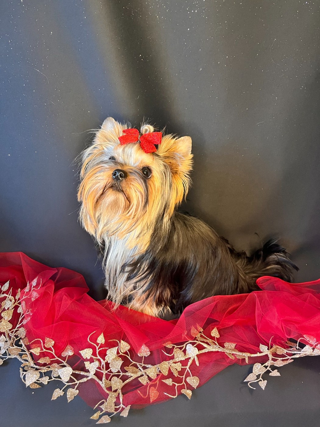 royal extravaganza Vanilla appy