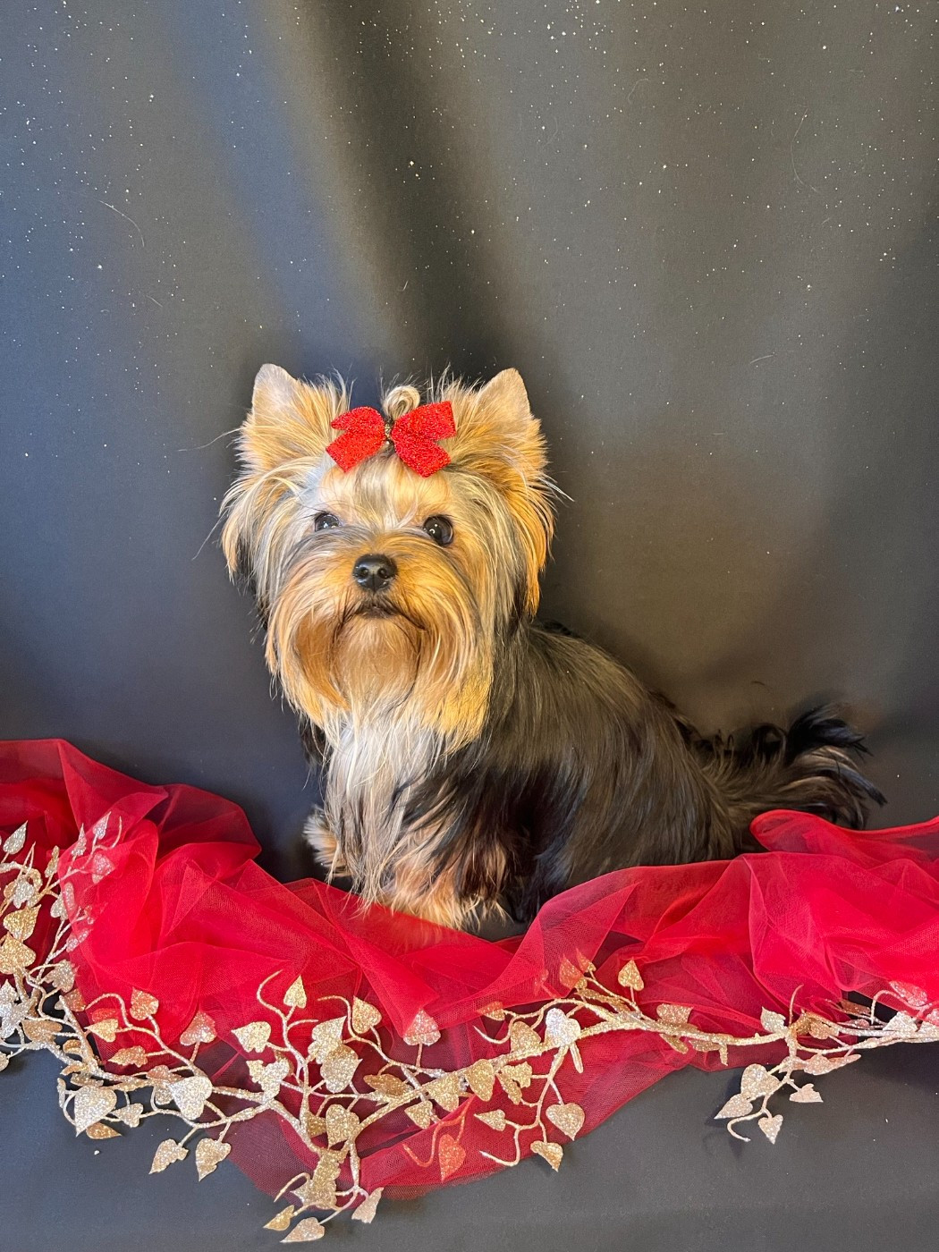 royal extravaganza Vanilla appy