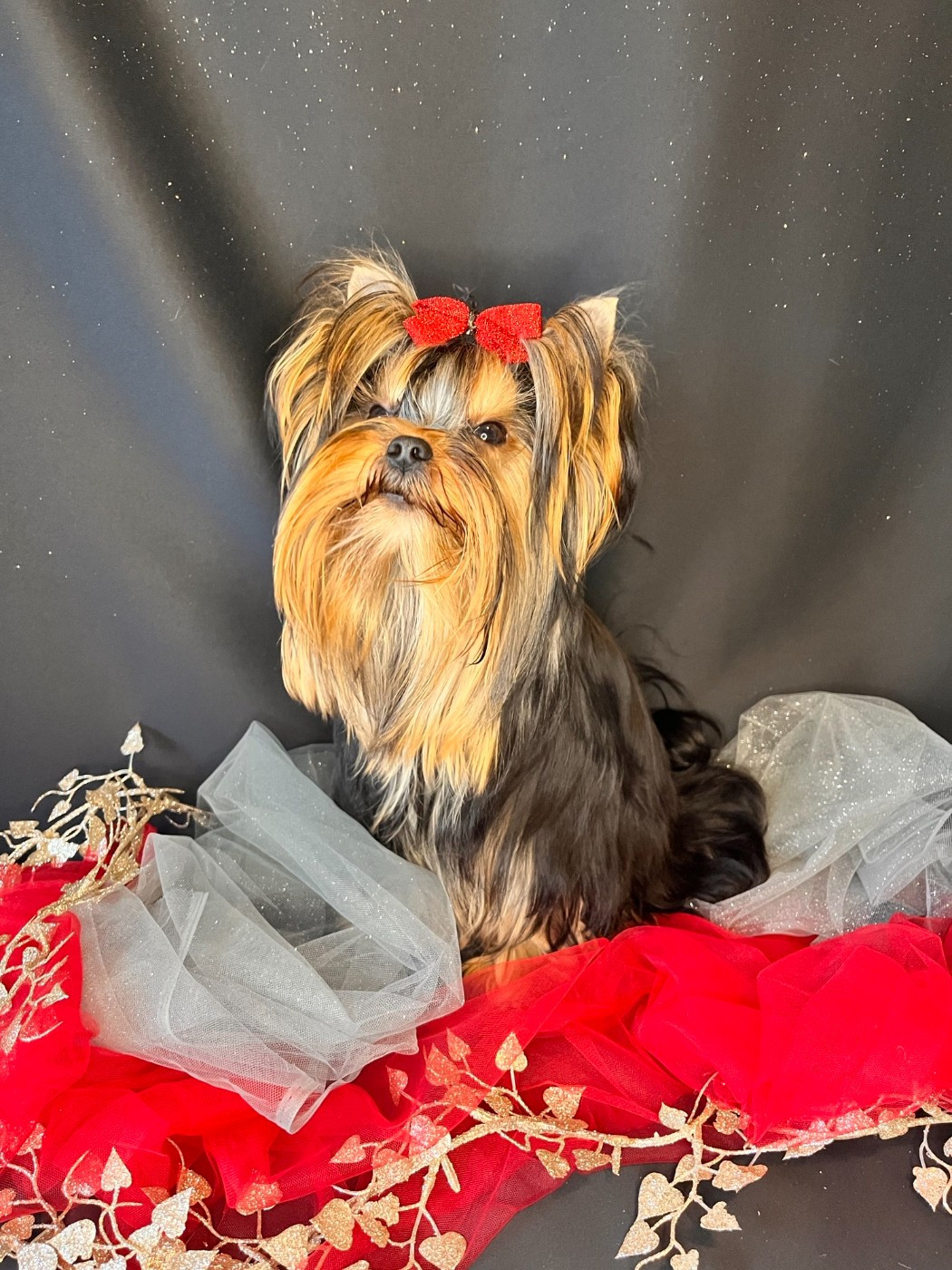 Léonard (Sans Affixe)