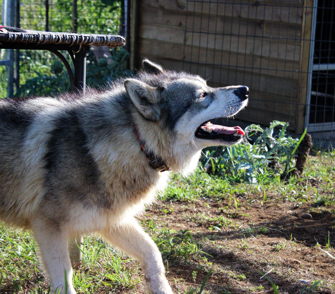 Voldemort reborn Des Etoiles Des Glaciers