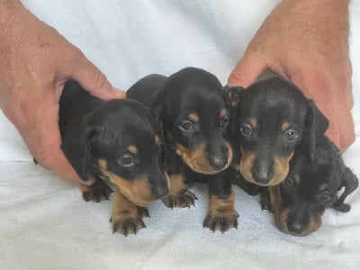 Les chiots de Teckel poil ras
