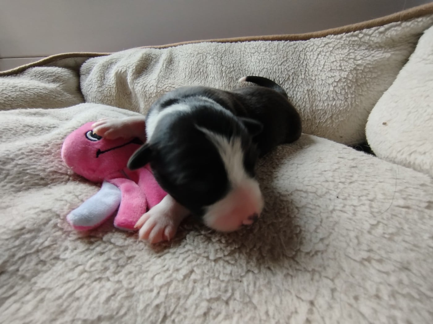 Blueberry House of Fever Spirit - Border Collie
