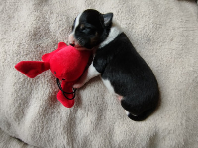 Les chiots de Border Collie