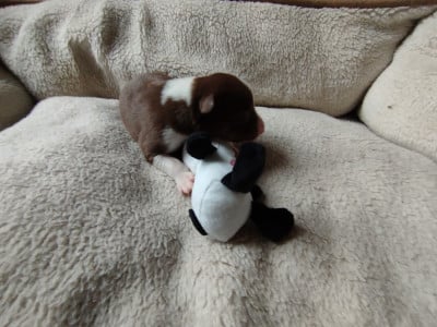 Les chiots de Border Collie