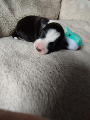 Les chiots de Border Collie