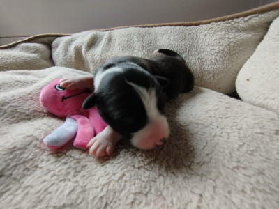 Les chiots de Border Collie