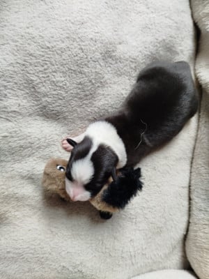 Les chiots de Border Collie