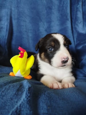 Les chiots de Border Collie