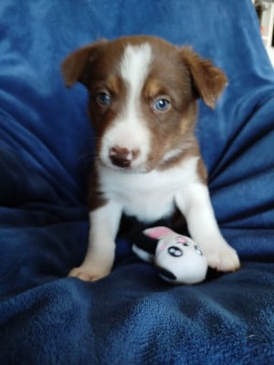 Les chiots de Border Collie