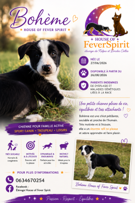 Les chiots de Border Collie