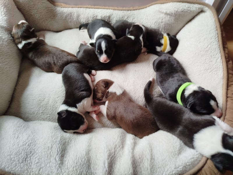 Border Collie - House Of Fever Spirit
