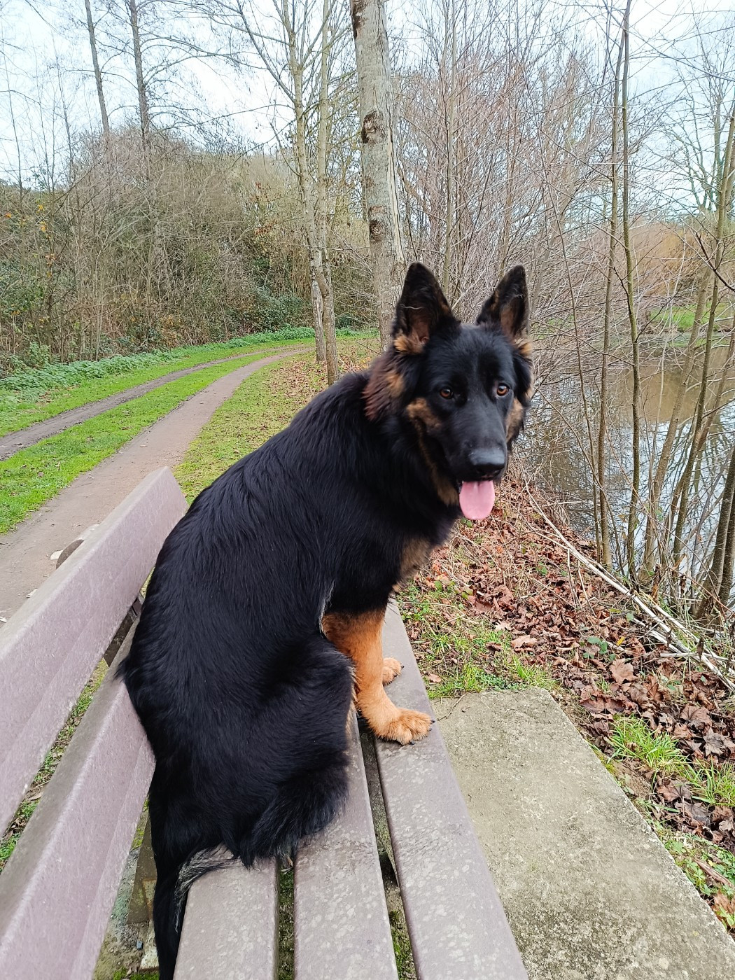 Astrale De L'Aisance Des Bois