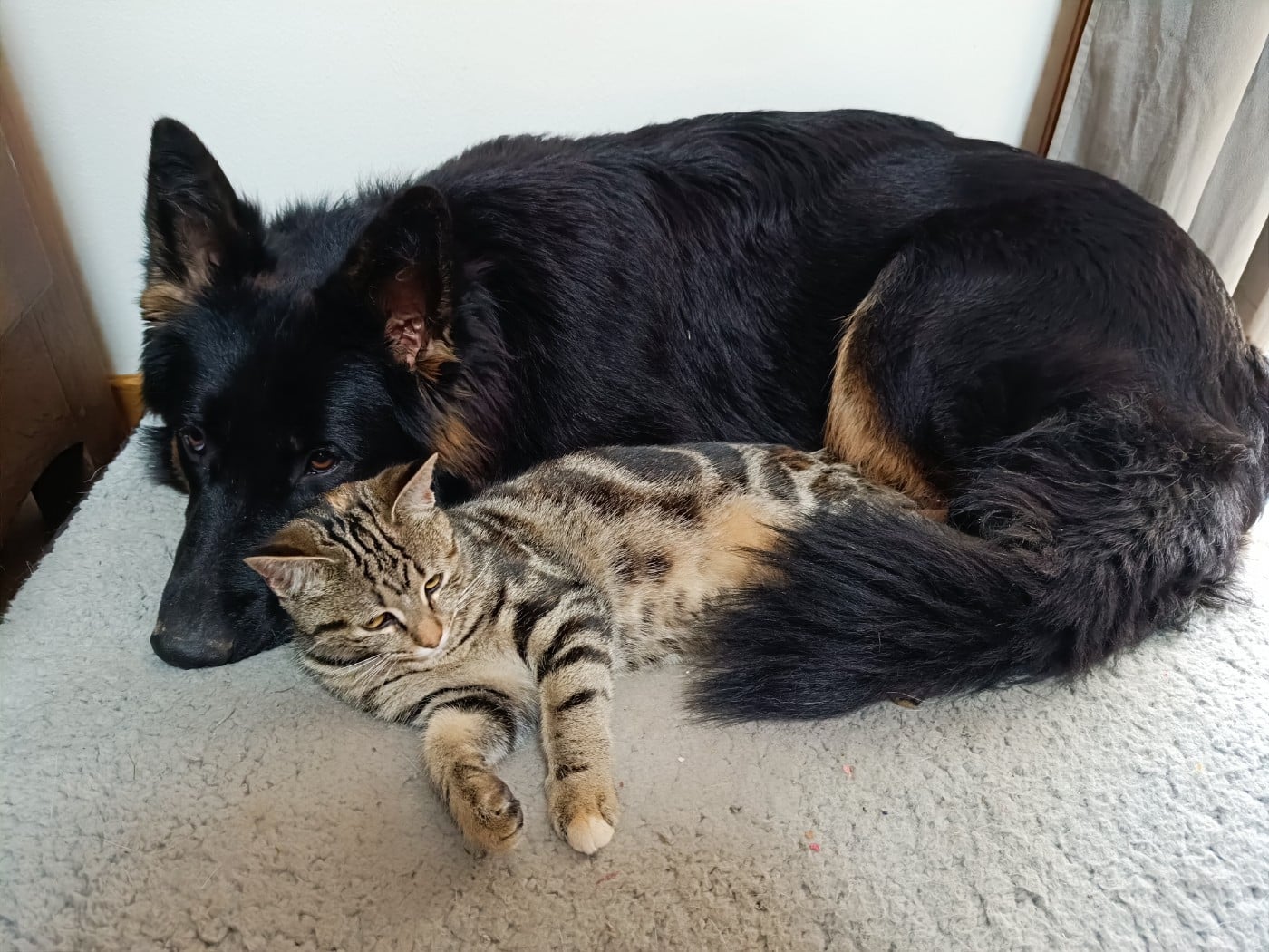 Astrale De L'Aisance Des Bois