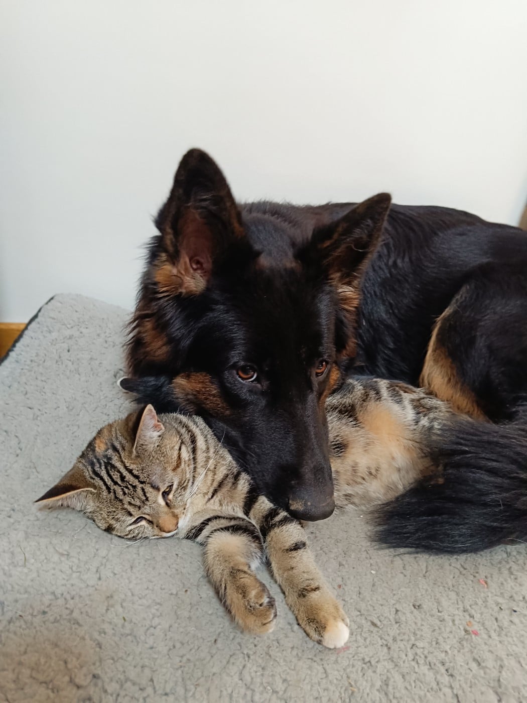 Astrale De L'Aisance Des Bois