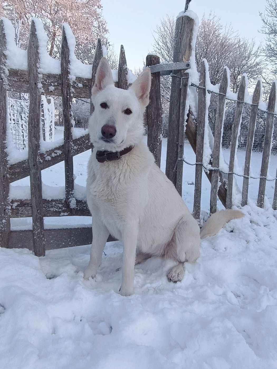 T'mirajane dite taÏga De L'arrache Coeurs