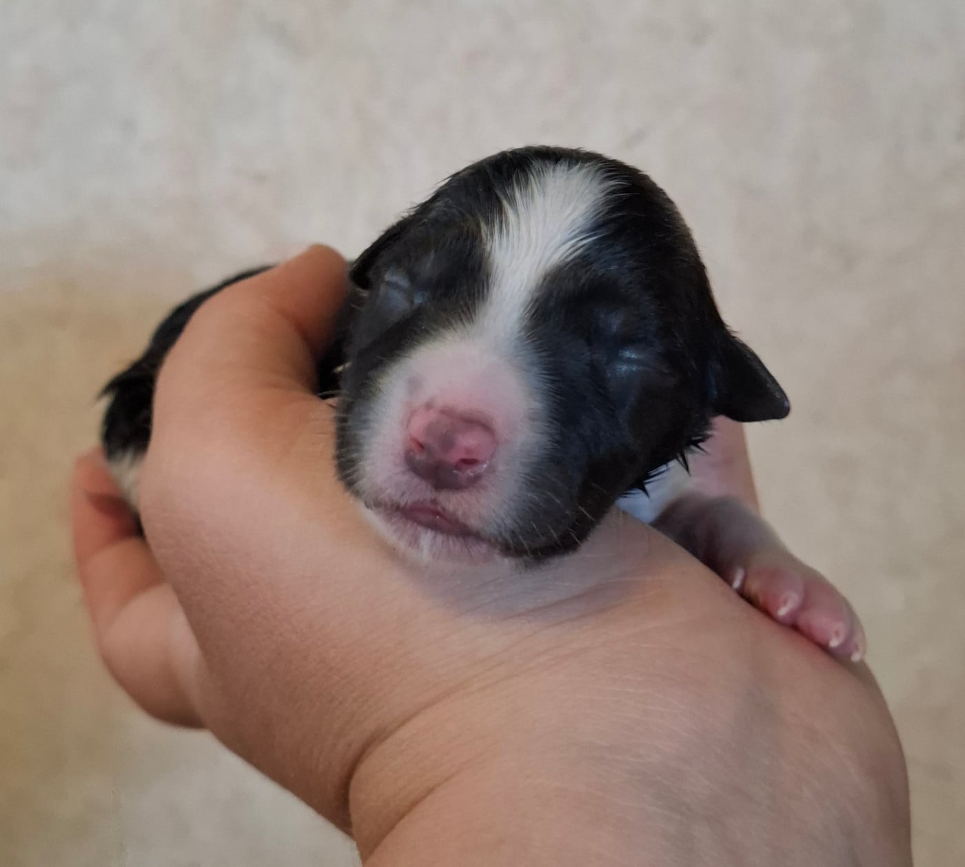 CHIOT 3 - Border Collie