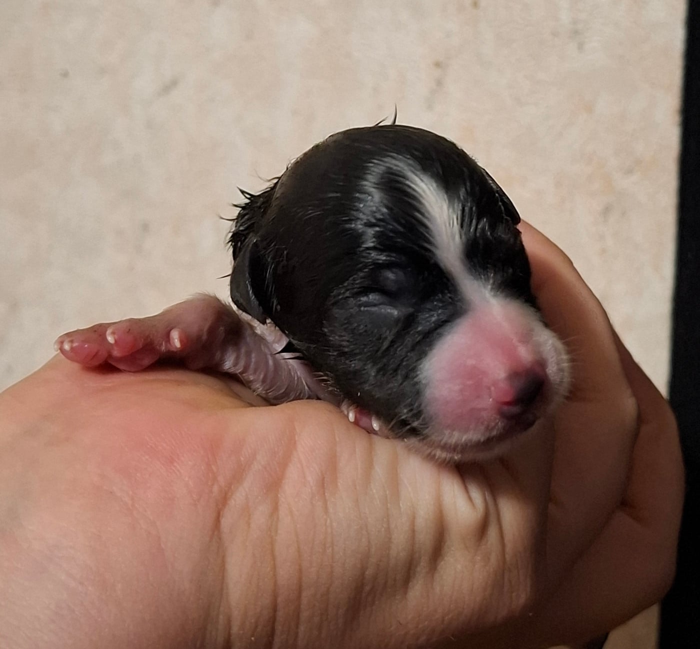 CHIOT 4 - Border Collie