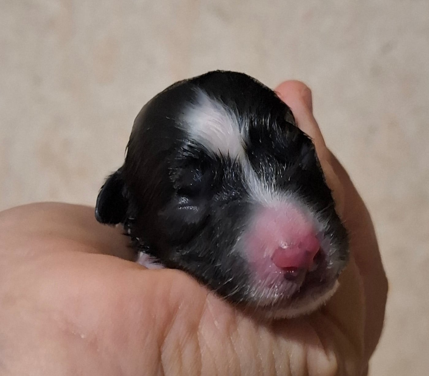 CHIOT 6 - Border Collie